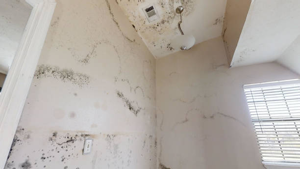 Best Air Quality Testing for Mold Spores  in South Les, AK