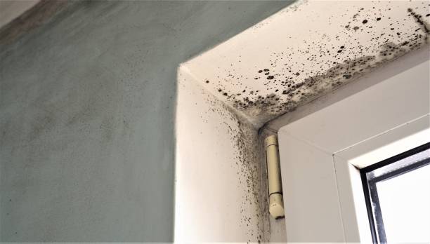Best Mold Damage Restoration  in South Les, AK
