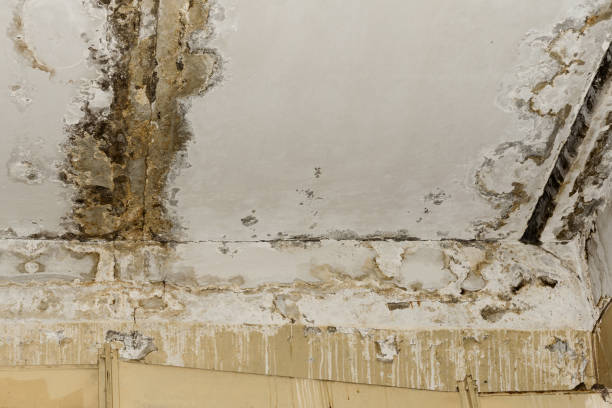 Best Emergency Mold Remediation  in South Les, AK