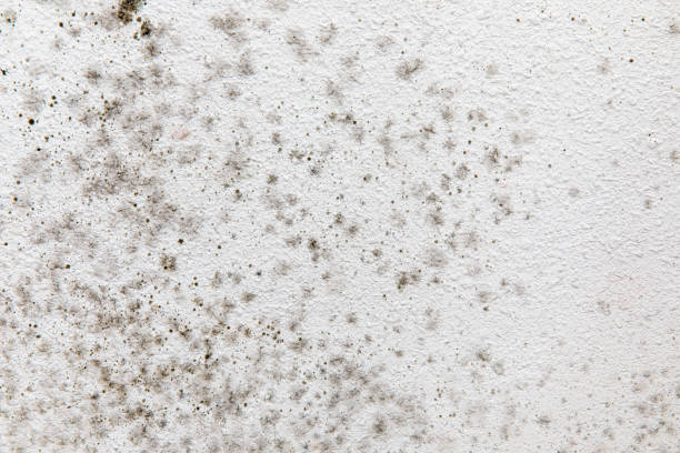 Mold Documentation for Insurance Claims in South Lakes, AK