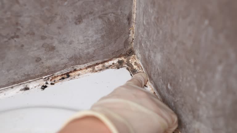 Best Comprehensive Air Testing for Mold Contaminants  in South Les, AK